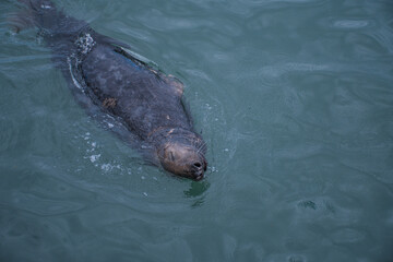 Fototapeta premium sea lion swimming