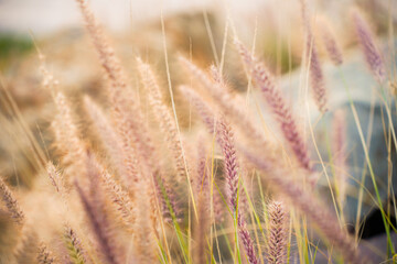 Fototapeta premium Southern California Foliage