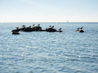 Findlingr mit M&ouml;wen an der K&uuml;ste der Ostsee, am Horizont ein Segelboot, Insel R&uuml;gen, Mecklenburg-Vorpommern, Deutschland	