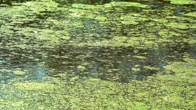 A dirty eutrophic freshwater lake with duckweed (Lemna) and Wolffia algae floating on the water surface, Ukraine