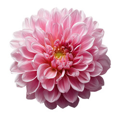 Fototapeta premium Close-up of a vibrant, light pink dahlia flower. Rounded petals form a full, symmetrical bloom. Soft focus highlights the delicate texture of the flower's layers