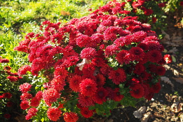 Chrysanthemums, mums or chrysanths, perennial herbaceous flowering plants in Asteraceae that bloom in the autumn. Horticultural varieties and cultivars. Compound inflorescence is array of flower heads