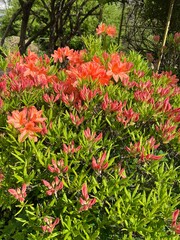 Blooming soft orange and salmon Rhododendron japonicum (A. Gray) Suring in the summer garden. native to Japan.family Ericaceae.  the Japanese azalea.Flower background