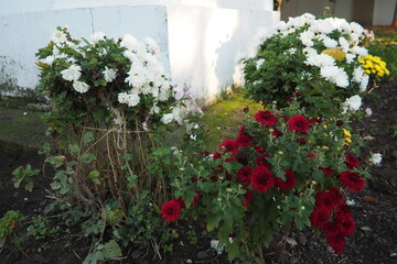 Chrysanthemums, mums or chrysanths, perennial herbaceous flowering plants in Asteraceae that bloom in the autumn. Horticultural varieties and cultivars. Compound inflorescence is array of flower heads