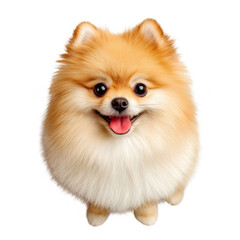 Cute Fluffy Pomeranian Dog Smiling with Tongue Out Isolated on Transparent Background PNG