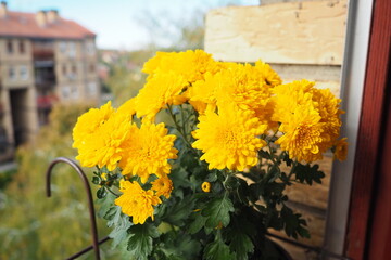 Chrysanthemums, mums or chrysanths, perennial herbaceous flowering plants in Asteraceae that bloom in the autumn. Horticultural varieties and cultivars. Compound inflorescence is array of flower heads