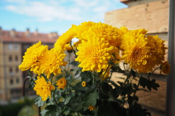 Chrysanthemums, mums or chrysanths, perennial herbaceous flowering plants in Asteraceae that bloom in the autumn. Horticultural varieties and cultivars. Compound inflorescence is array of flower heads
