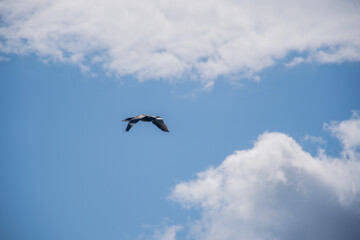 Obraz premium bird in the sky