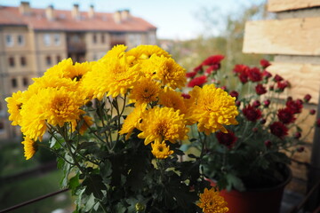 Chrysanthemums, mums or chrysanths, perennial herbaceous flowering plants in Asteraceae that bloom in the autumn. Horticultural varieties and cultivars. Compound inflorescence is array of flower heads