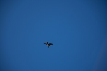 Fototapeta premium birds in the sky