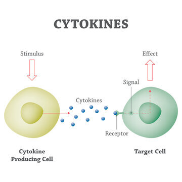 Cytokines: Essential Proteins for Intercellular Communication