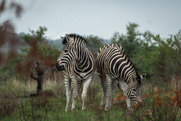 Fototapeta premium Two plains zebras standing and grazing in lush green savanna vegetation in an African wildlife reserve. The image highlights the striking black and white stripe patterns, natural behavior and calm