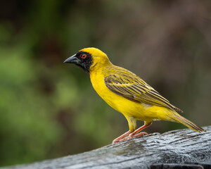 Fototapeta premium Male southern masked weaver perched on a branch in natural African habitat. The image highlights the bright yellow plumage, distinctive black facial mask, red eye and strong conical bill typical of