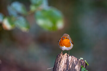 Robin on a tree stump, Image shows a robin or Erithacus rubecula perched on a fallen tree stump on a cold winters day in a Welsh national park