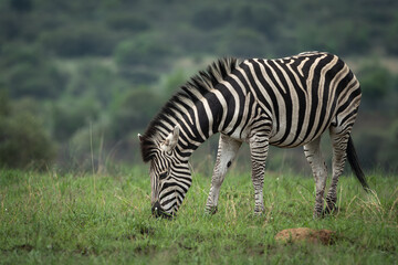 Naklejka premium Two plains zebras standing and grazing in lush green savanna vegetation in an African wildlife reserve. The image highlights the striking black and white stripe patterns, natural behavior and calm