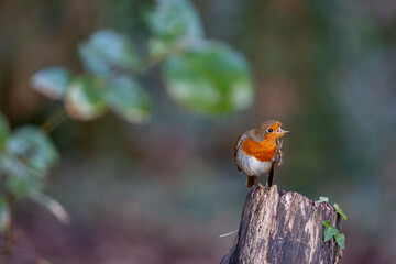 Robin on a tree stump calling, Image shows a robin or Erithacus rubecula perched on a fallen tree stump calling out and singing on a cold winters day in a Welsh national park