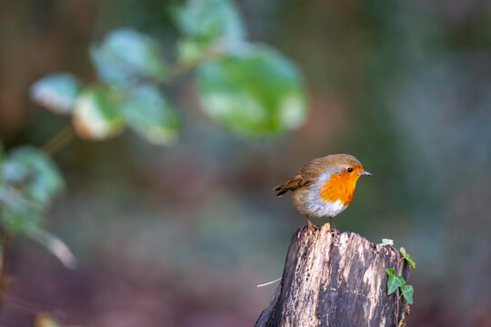 Robin on a tree stump, Image shows a robin or Erithacus rubecula perched on a fallen tree stump on a cold winters day in a Welsh national park