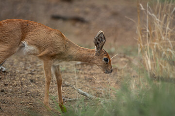 Steenbok grazing quietly among dry grass and sandy ground in the African savanna. The image highlights the small slender body, large upright ears and warm reddish brown coat of this shy antelope