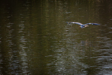 Majestic grey heron in low altitude flight A serene moment of natural elegance as a wild ardea cinerea glides gracefully over rippling green river water showcasing intricate blue and grey wing plumage