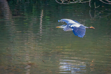 Majestic grey heron in low altitude flight A serene moment of natural elegance as a wild ardea cinerea glides gracefully over rippling green river water showcasing intricate blue and grey wing plumage