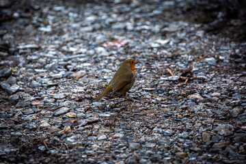 Robin on the forest floor, Image shows a robin or Erithacus rubecula walking along public footpath in a wooded area in the Welsh countryside
