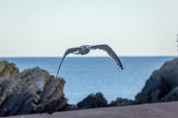A large seagull soaring directly toward the camera over a coastal landscape. This dynamic wildlife...