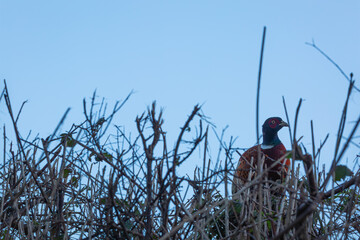 A male common pheasant perched atop a dense winter hedgerow. This wildlife portrait captures the bird's colorful plumage and red facial markings against a clear, soft blue sky.
