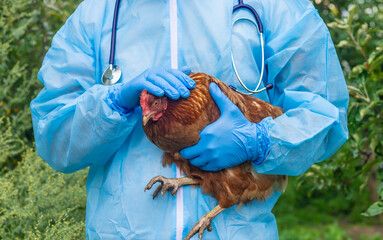 A veterinarian holding a chicken. Selective focus.