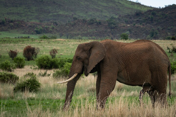 Fototapeta premium African savanna elephant (Loxodonta africana) walking through tall dry grass in a green savanna landscape. Wildlife scene showing a large adult elephant with tusks in its natural habitat under