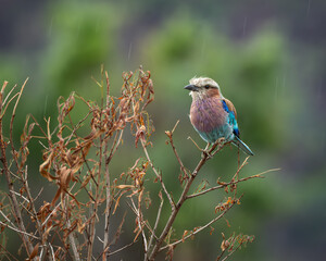 Lilac breasted roller perched on a thin branch displaying vivid turquoise blue wings, lilac chest and buff colored head. The striking colors stand out beautifully against a soft blurred background