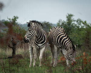 Naklejka premium Two plains zebras standing and grazing in lush green savanna vegetation in an African wildlife reserve. The image highlights the striking black and white stripe patterns, natural behavior and calm