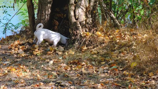 Little Jack Russell Terrier puppy is having fun playing, digging ground in hollow tree in autumn forest. An energetic breed of dog, walking with a white and brown pet in nature.