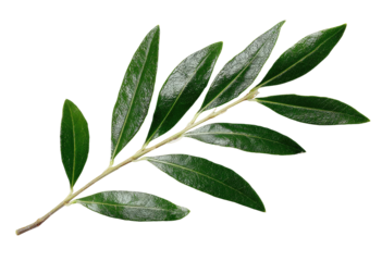Close-up of a dark green, leafy branch.  Olive-like leaves arranged along a light tan stem.  Sharp focus,  isolated on black