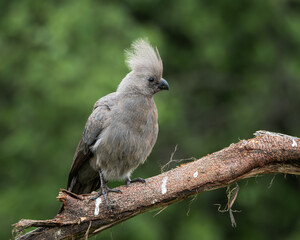 Grey go away bird resting on a tree branch with soft green background in natural African bushveld. This distinctive crested bird is also known as grey lourie and is commonly found in southern Africa