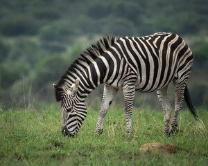 Fototapeta premium Two plains zebras standing and grazing in lush green savanna vegetation in an African wildlife reserve. The image highlights the striking black and white stripe patterns, natural behavior and calm
