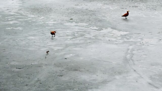 Ferruginous Ducks With Duckling On Ice, Adult Pair Walking Across Thin Frozen Lake Surface, Damp Reflective Patches, Small Chick Following Closely, Quiet Protective Mood, Muted Winter Light.