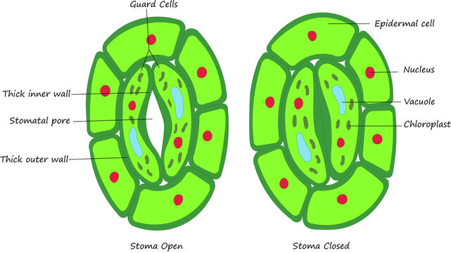 Plant Stoma Open Closed Guard Cells Diagram