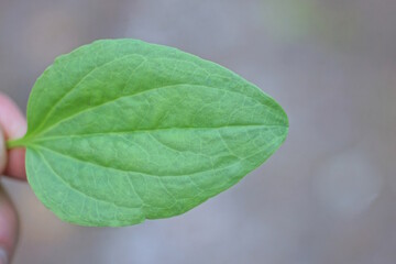 hand holding one green leaf of plantain plant on gray background on summer street © butus