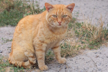 one big red cat sits and looks at the gray ground and green grass on a summer street