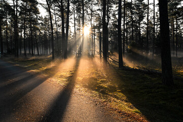 Fototapeta premium Magische Sonnenstrahlen und Schatten im nebligen Kiefernwald – Lichtstrahlen auf Weg
