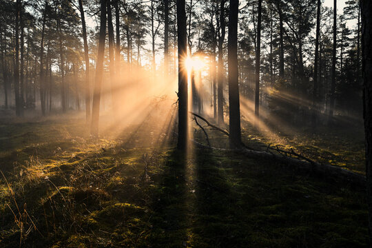 Goldene Godrays im nebligen Wald &ndash; magische Lichtstimmung zwischen B&auml;umen