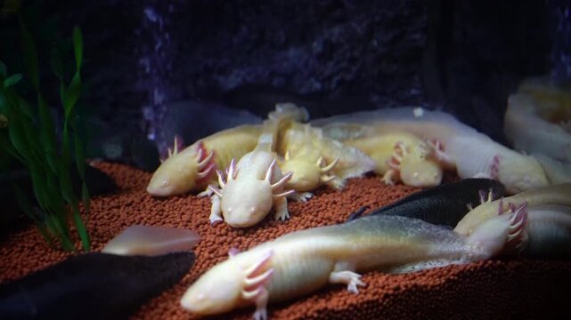 Group of baby salamanders are laying on ground