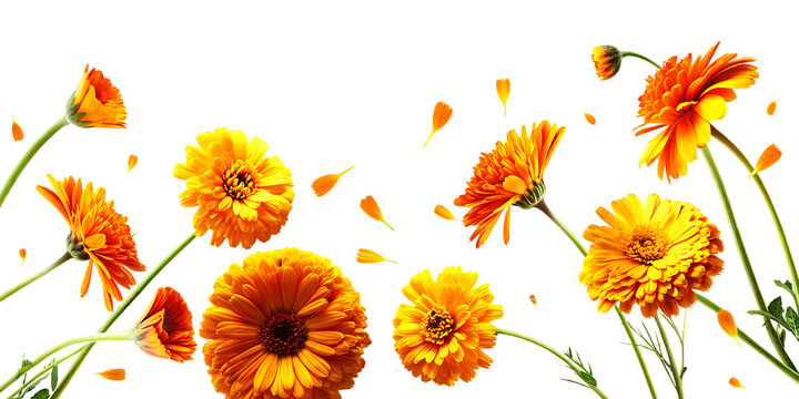 Orange and yellow calendula flowers with petals isolated on a transparent background