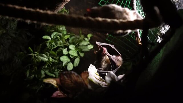 bat brushes its teeth and hangs upside down on rope in dark room