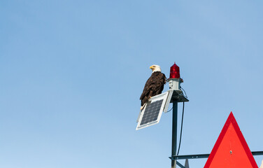 A Bald Eagle perched on top of a navigation marker near Ketchikan, Alaska