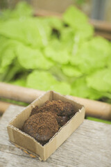 Concept Zero Waste Spent coffee grounds for use as organic fertiliser. The close up of recycled coffee waste in cardboard box, leafy greens blur sustainable urban garden background.Vertical photo