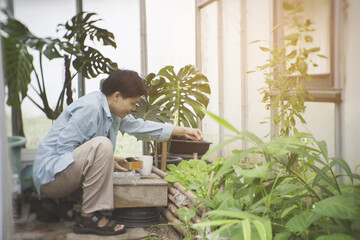 Sustainable urban gardener repurposing spent coffee grounds as organic fertiliser for fresh leafy greens. Eco-friendly DIY composting recycling food waste the growing trend of home vegetable farming.