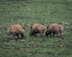 Fototapeta premium White rhinoceros standing calmly in lush green savanna vegetation in an African wildlife reserve. The image highlights the massive body, thick folded skin and distinctive horn of this iconic