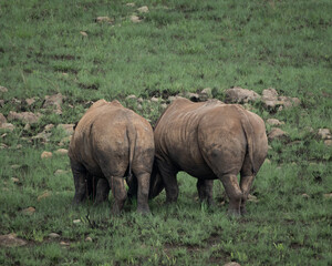 Obraz premium White rhinoceros standing calmly in lush green savanna vegetation in an African wildlife reserve. The image highlights the massive body, thick folded skin and distinctive horn of this iconic