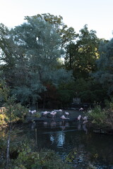 Fototapeta premium Pink flamingo in Lincoln Park Chicago